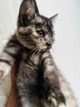 Котёнок, девочка с дымчатым окрасом, 2,5 месяца