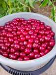 Продам вишню крупная дачная