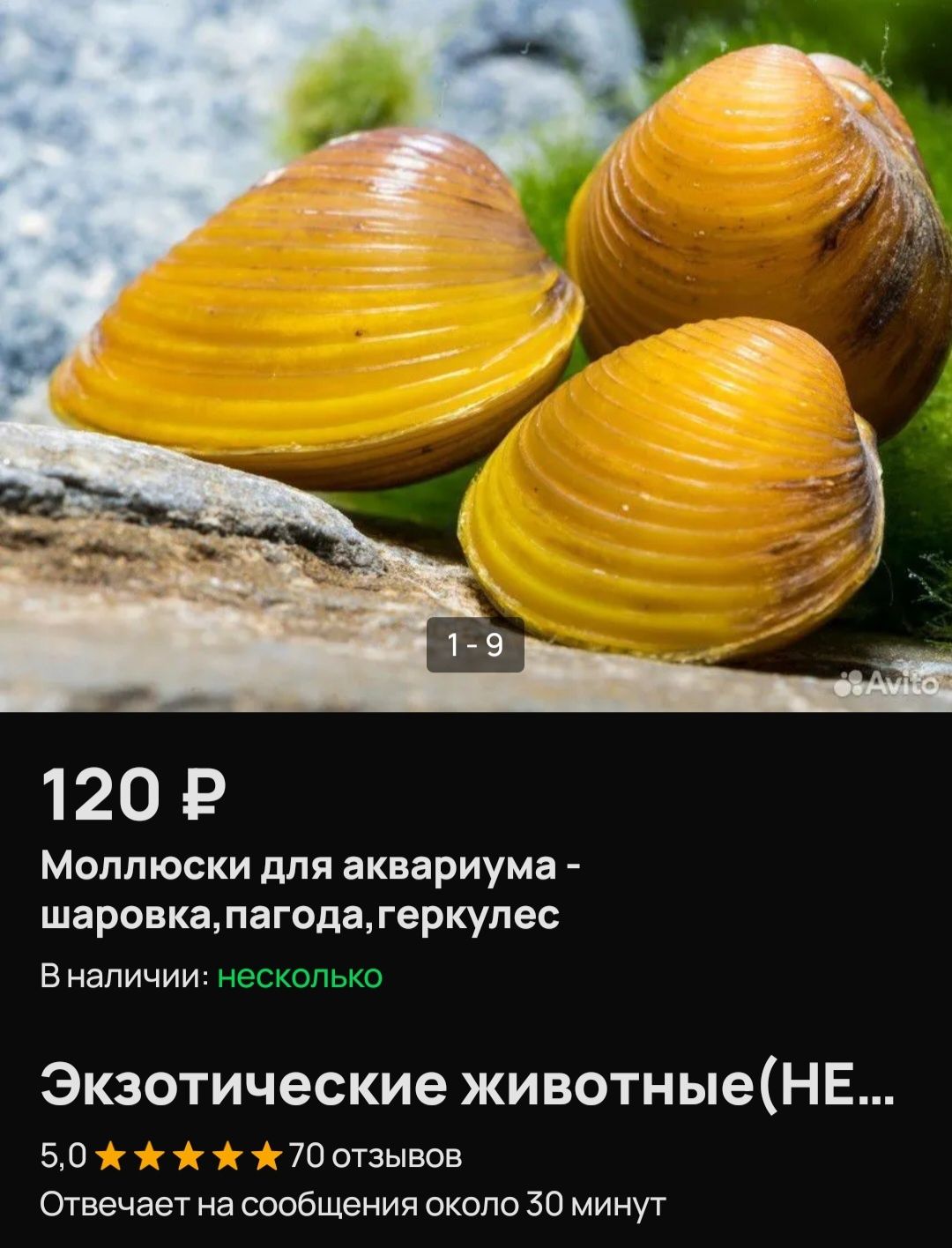 Продам малюска шаровка