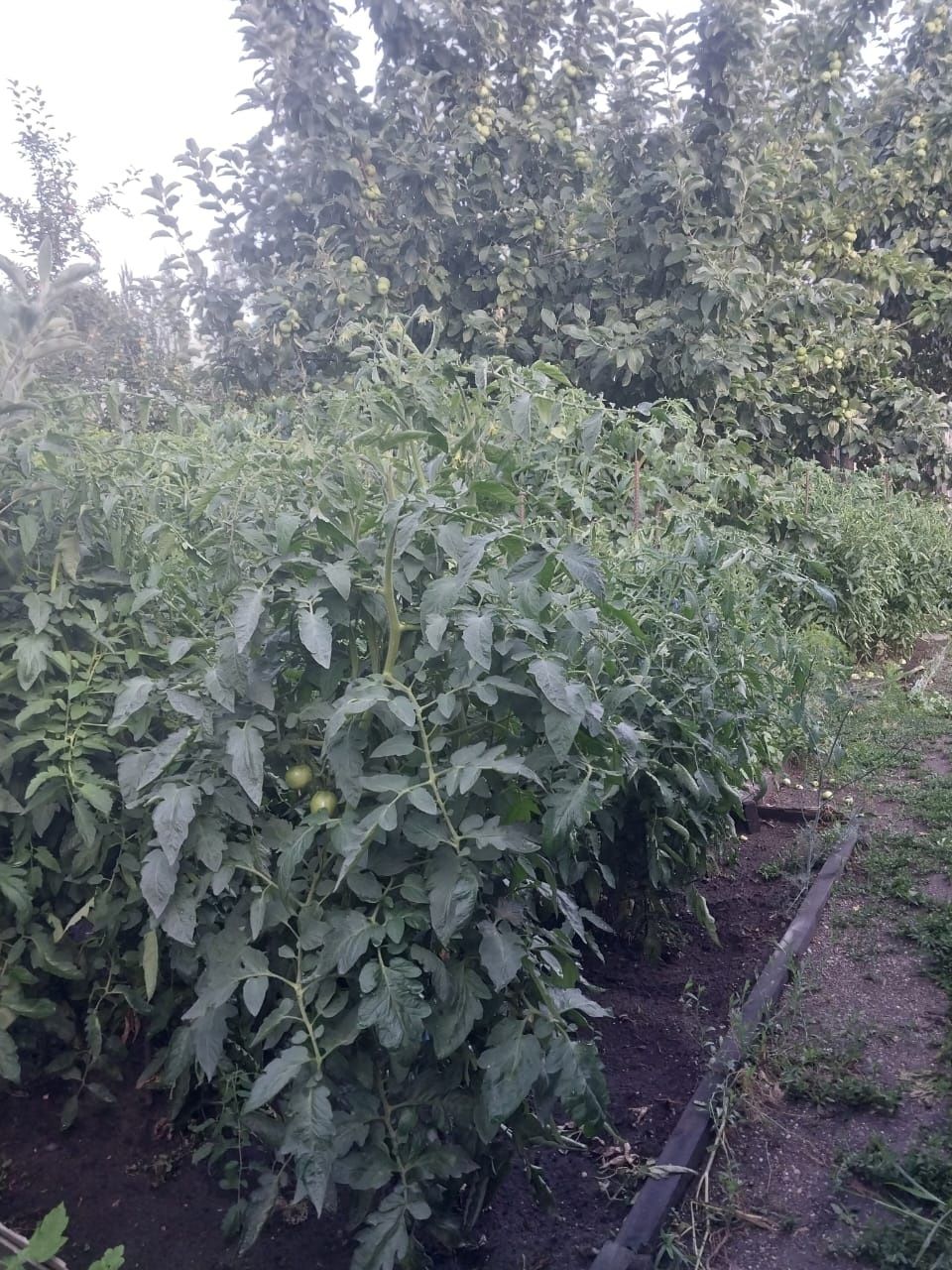 Продам дом срочно