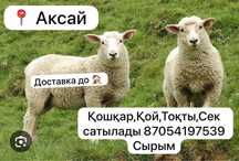 Барана продаем на Курбан байрам .!