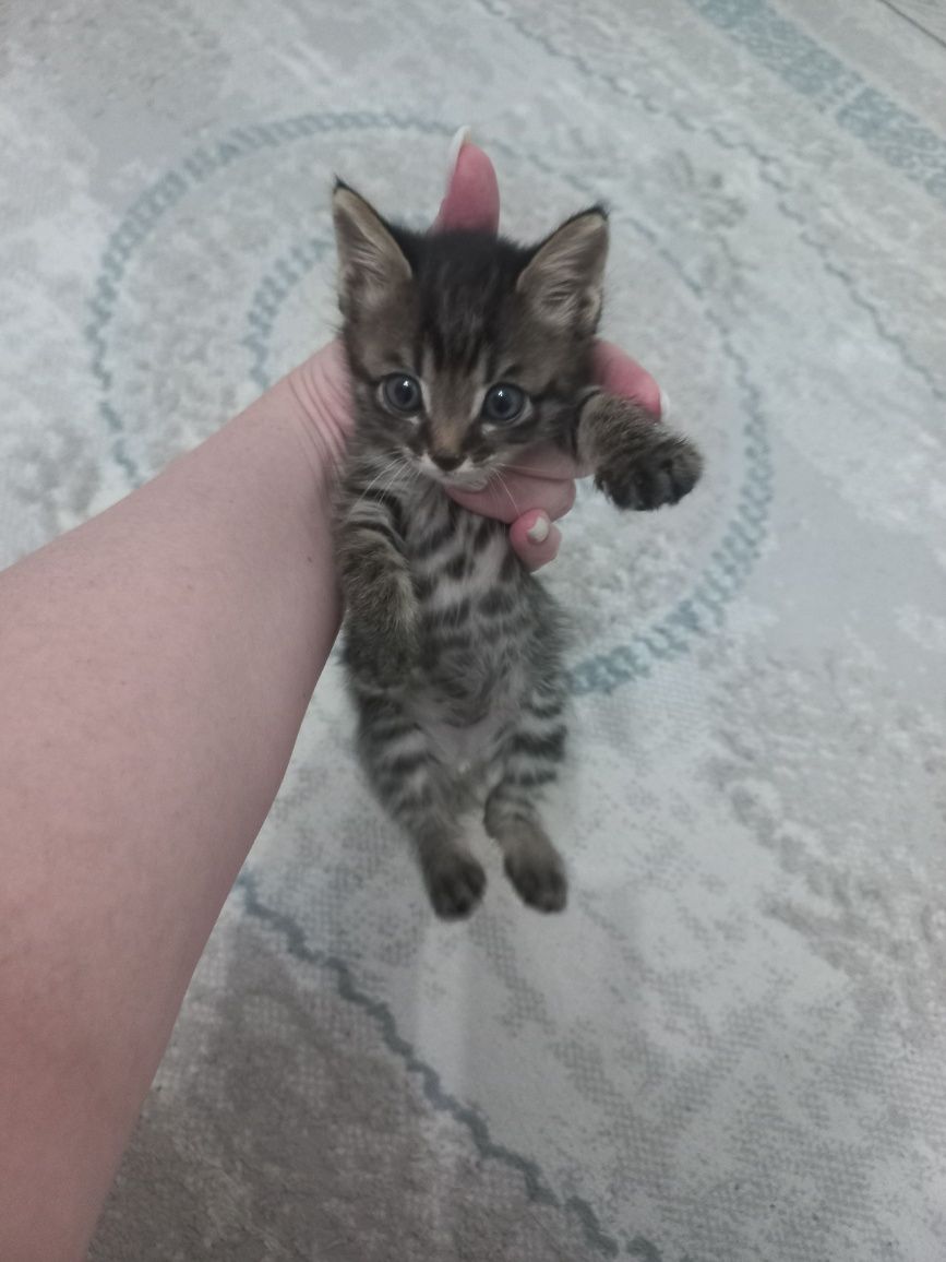 Котёнок маленький, кошки,  кошка,  домашний котенок , кот  , кошка.