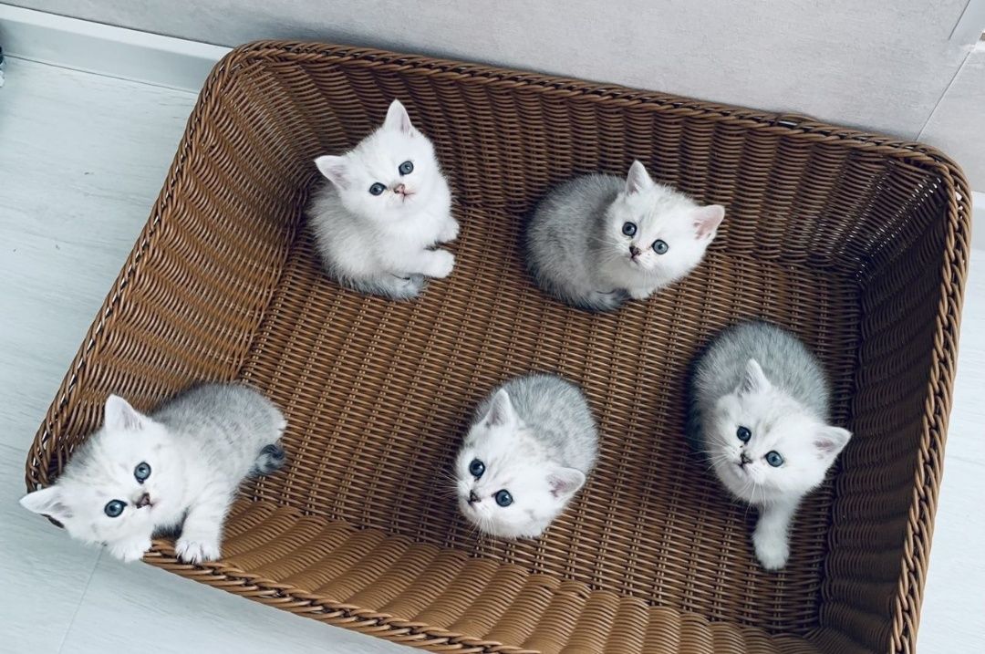 Вязка случка, кота британца серебро шиншила, дрогоценый окрас!Ждет дам