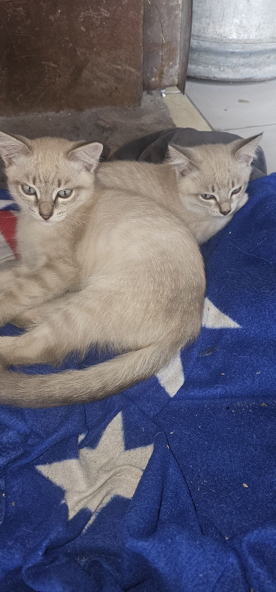 Котята в добрые ручки