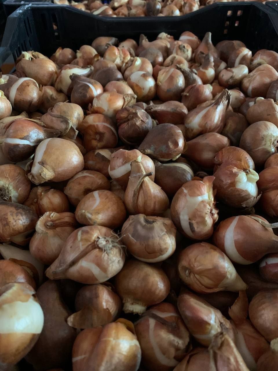 Луковицы Голландских тюльпанов