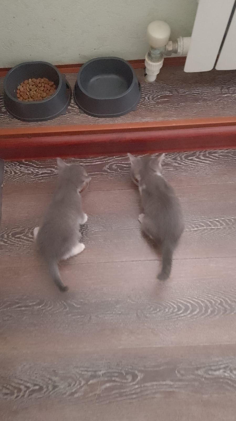 Отдам добрые руки