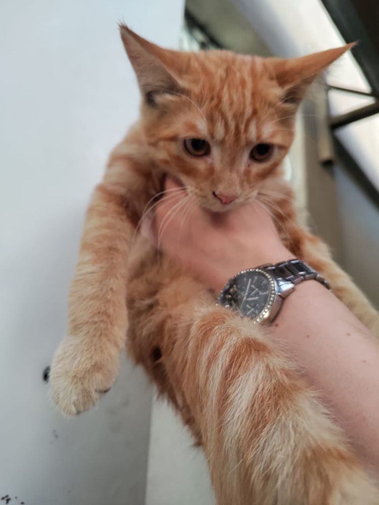 Котик  с доставкой