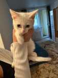 Отдадим котёнка в хорошие руки.