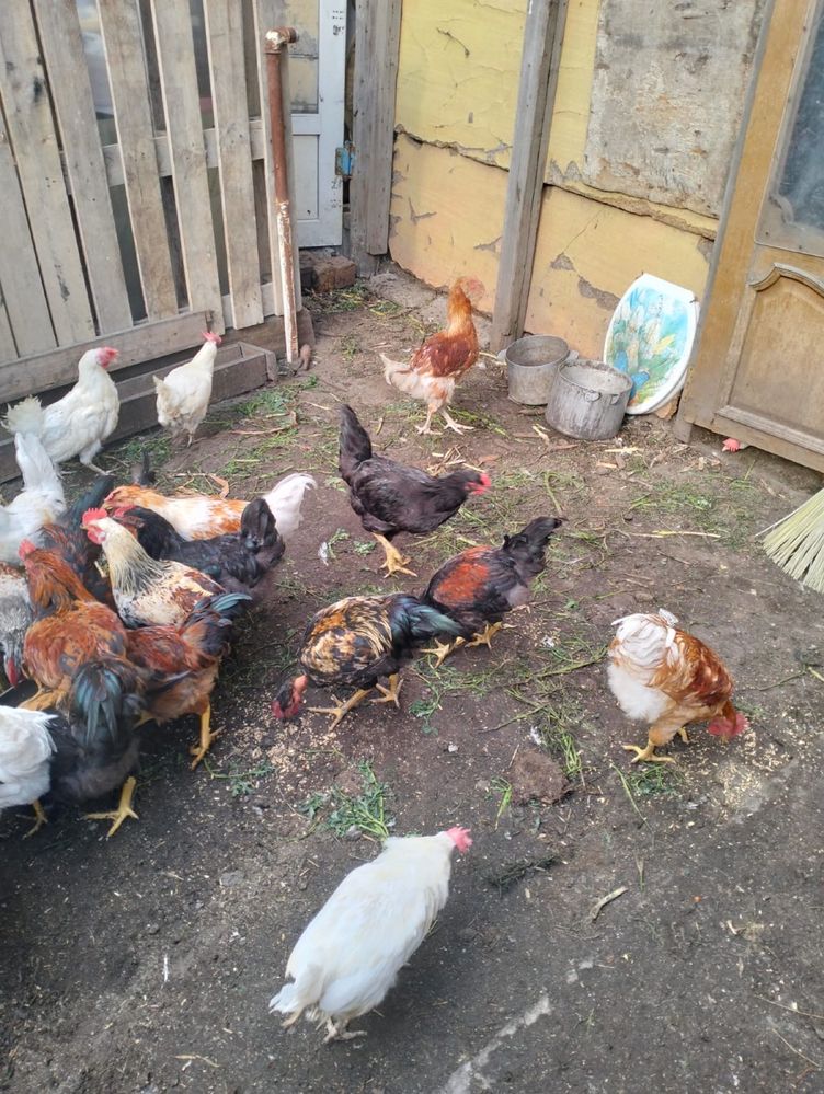 Продам домашних петухов