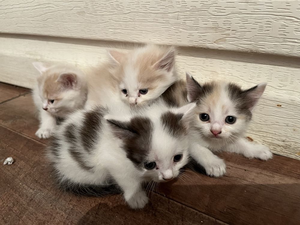 Отдам котят в добрые руки