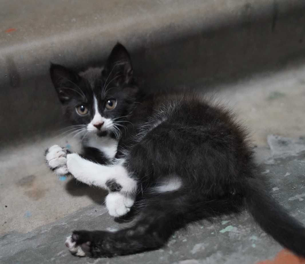 Котята срочно ищут дом