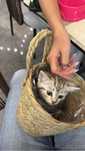 Котенок шотландец