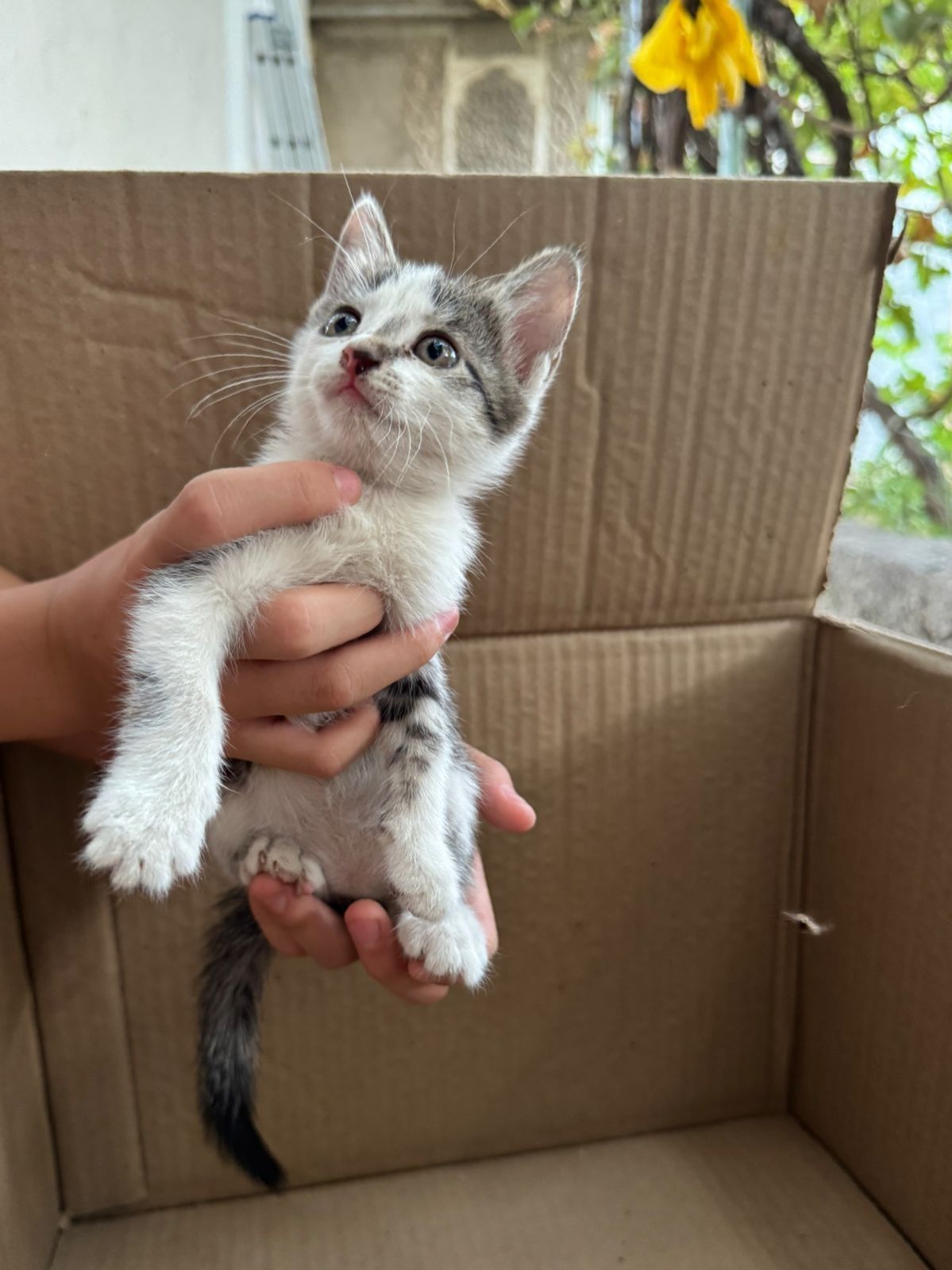 Котята бесплатно