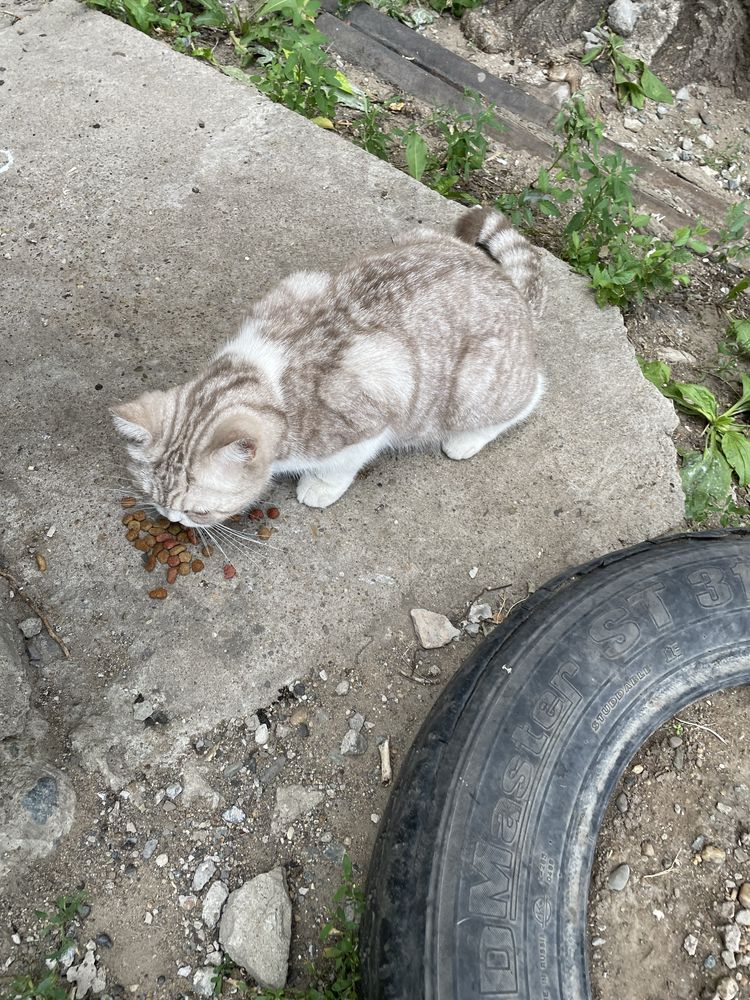 Кот или кошка ищет дом