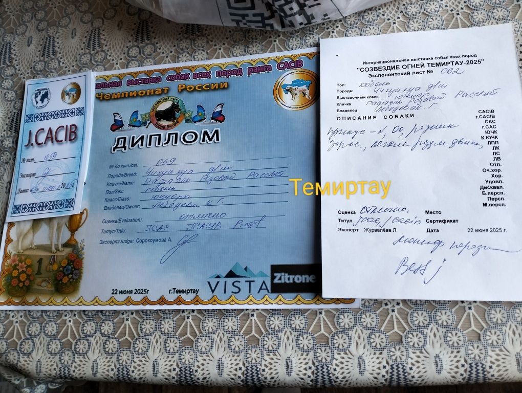Шикарный кобель чихуахуа. Вязка.