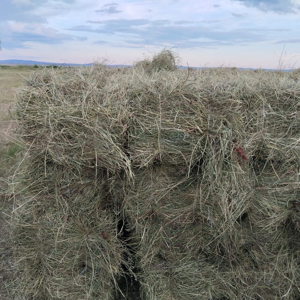 Продается сено в тюках, 900 тенге