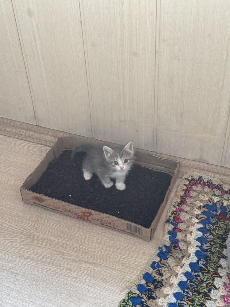 Продам котёнка пародистая
