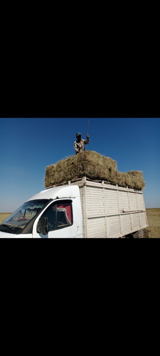 Продам сено тюках