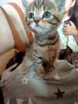 Котенки ищет надежных,заботливых рук.