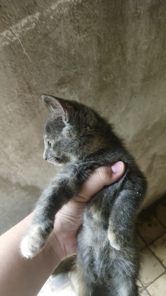 Даётся маленькая кошка