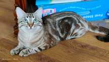 Кот приглашает кошечку
