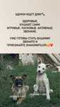 Щенки в добрые руки!