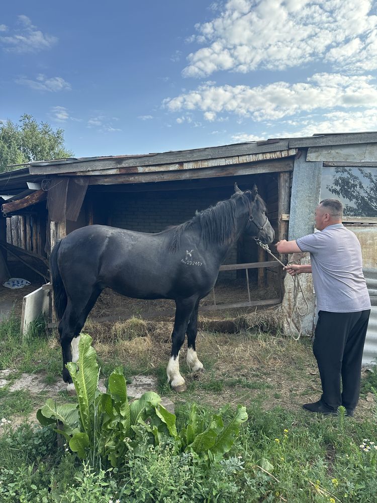Продам жеребца тяж