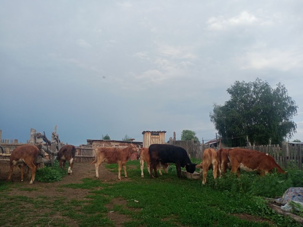 Теленки бұзаулар