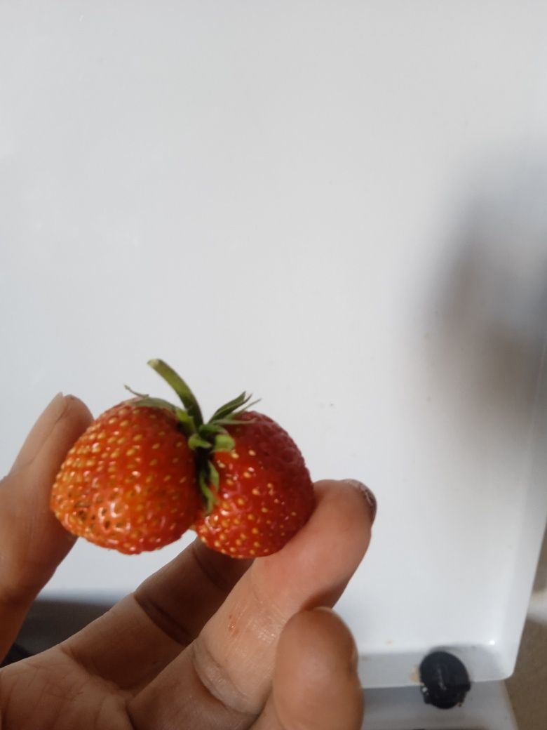Продам местная клубника