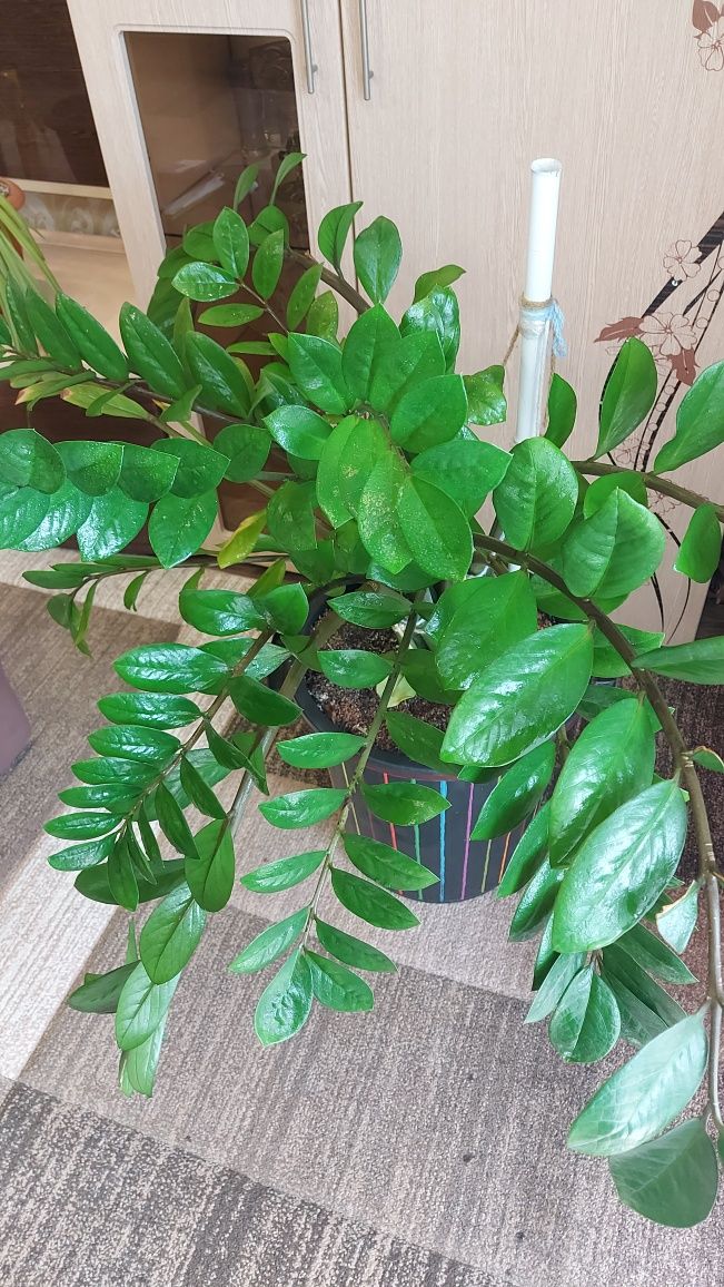 Продам Замиокулькас. Долларовое дерево