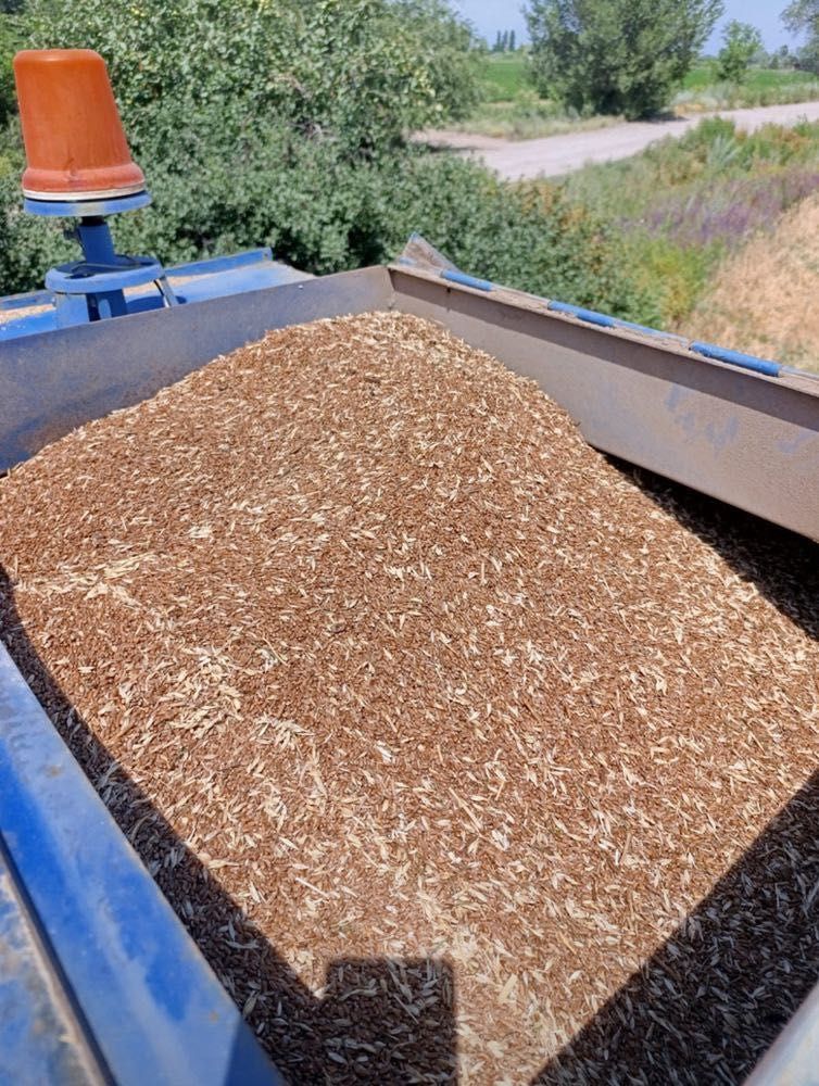 Продам пшеницу ячмень дроблёнку и др