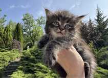Мейн Кун котята чистокровные