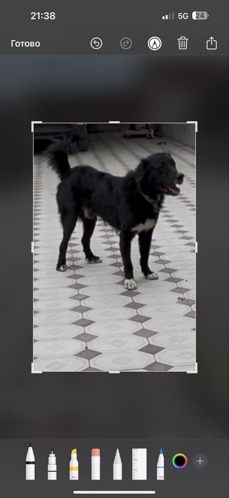 Собака Алабай отдам 3года