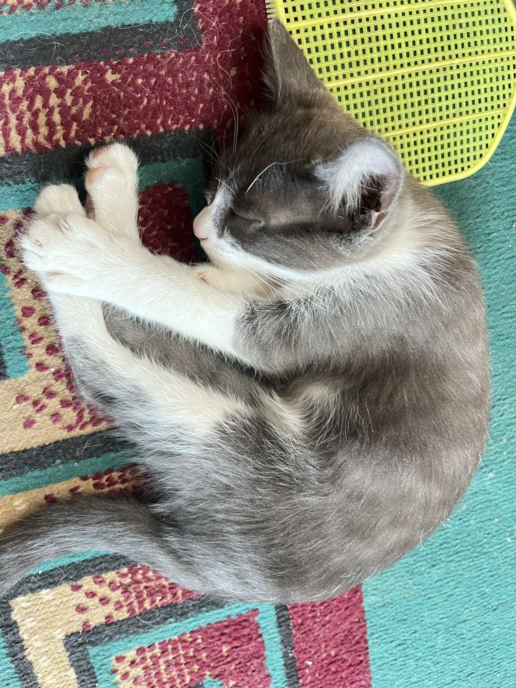 Домашние котята — отдам в хорошие руки.