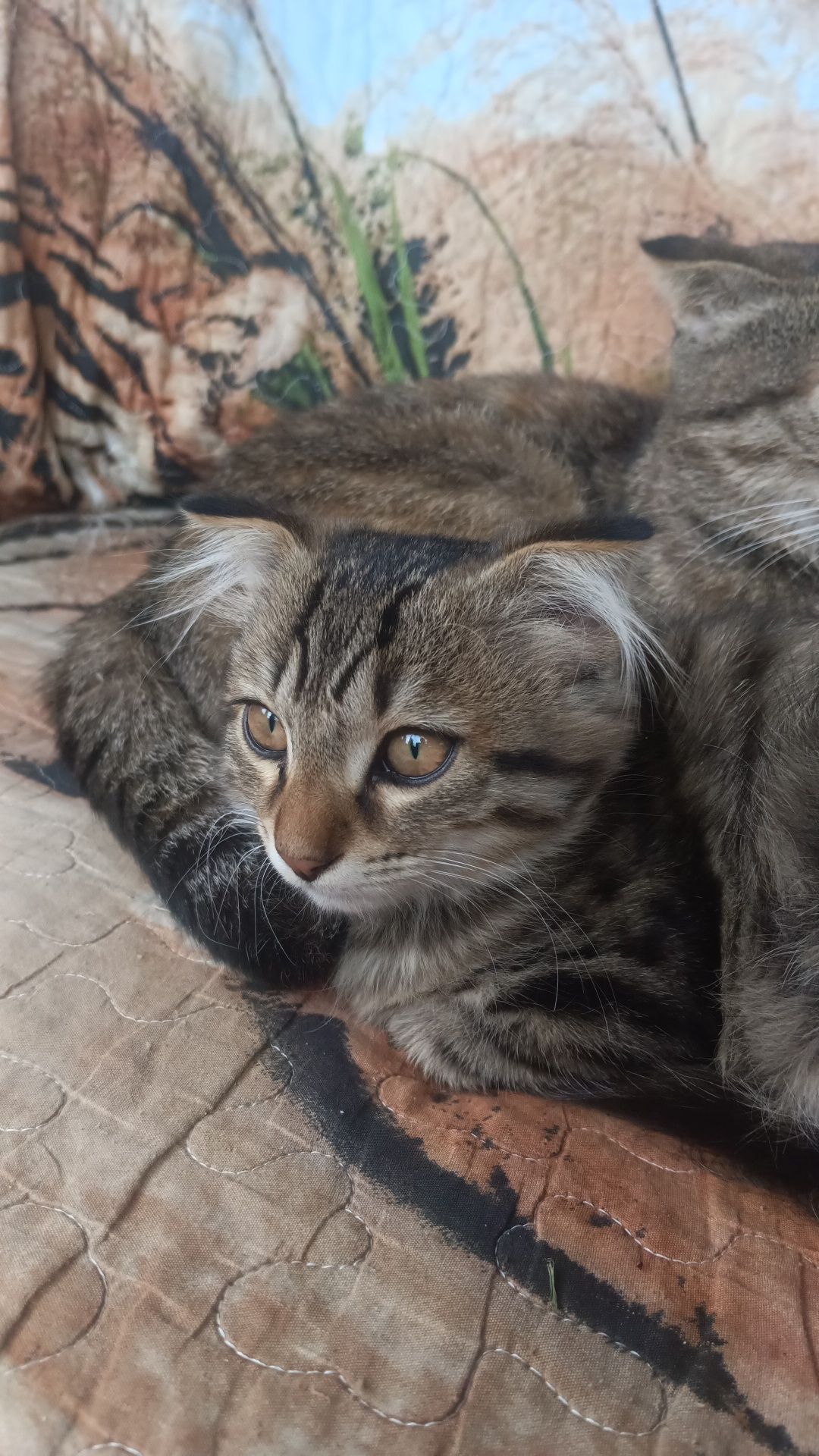 Отдам бесплатно вислоухих котят