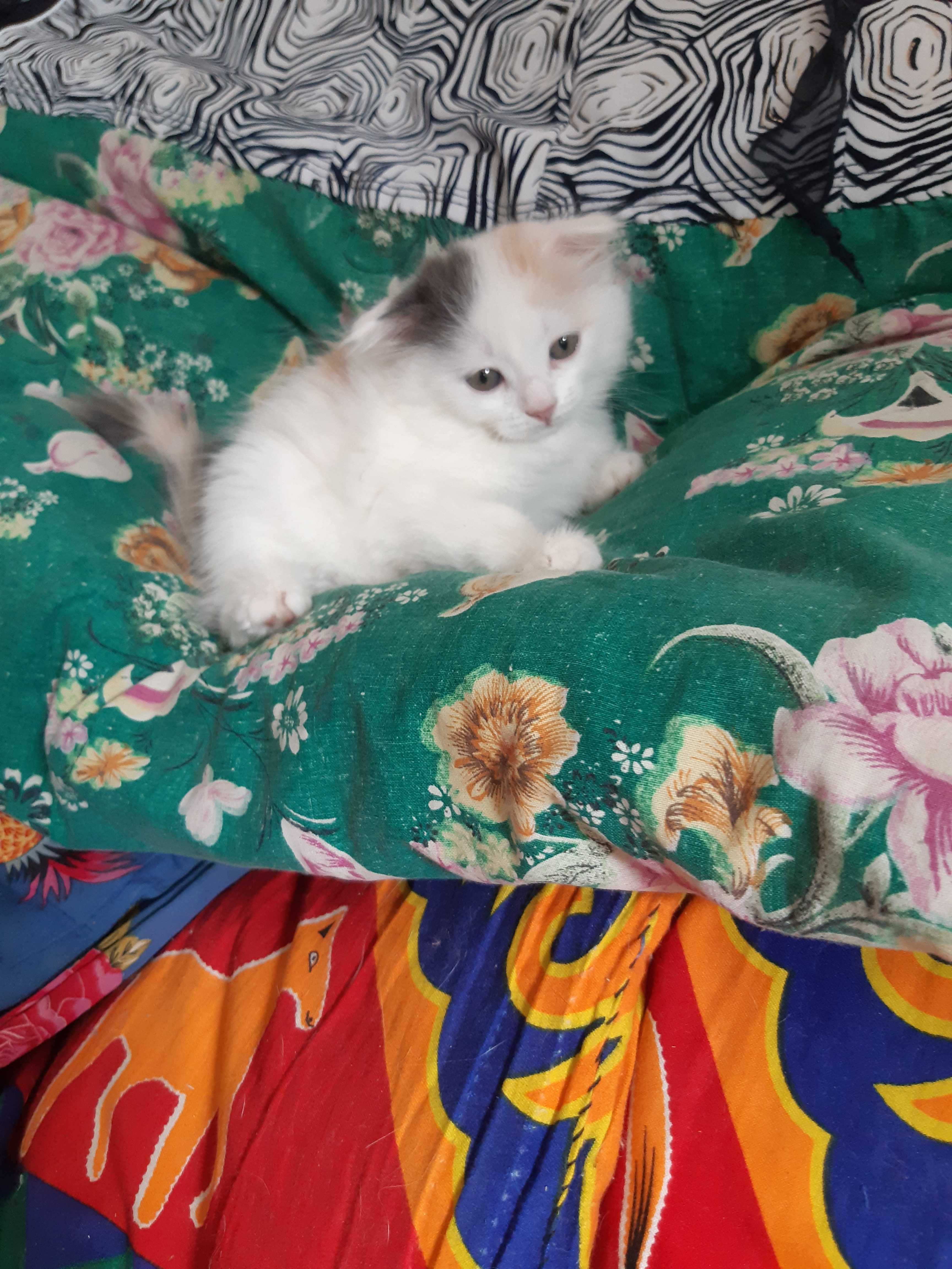 Вислоухие котята