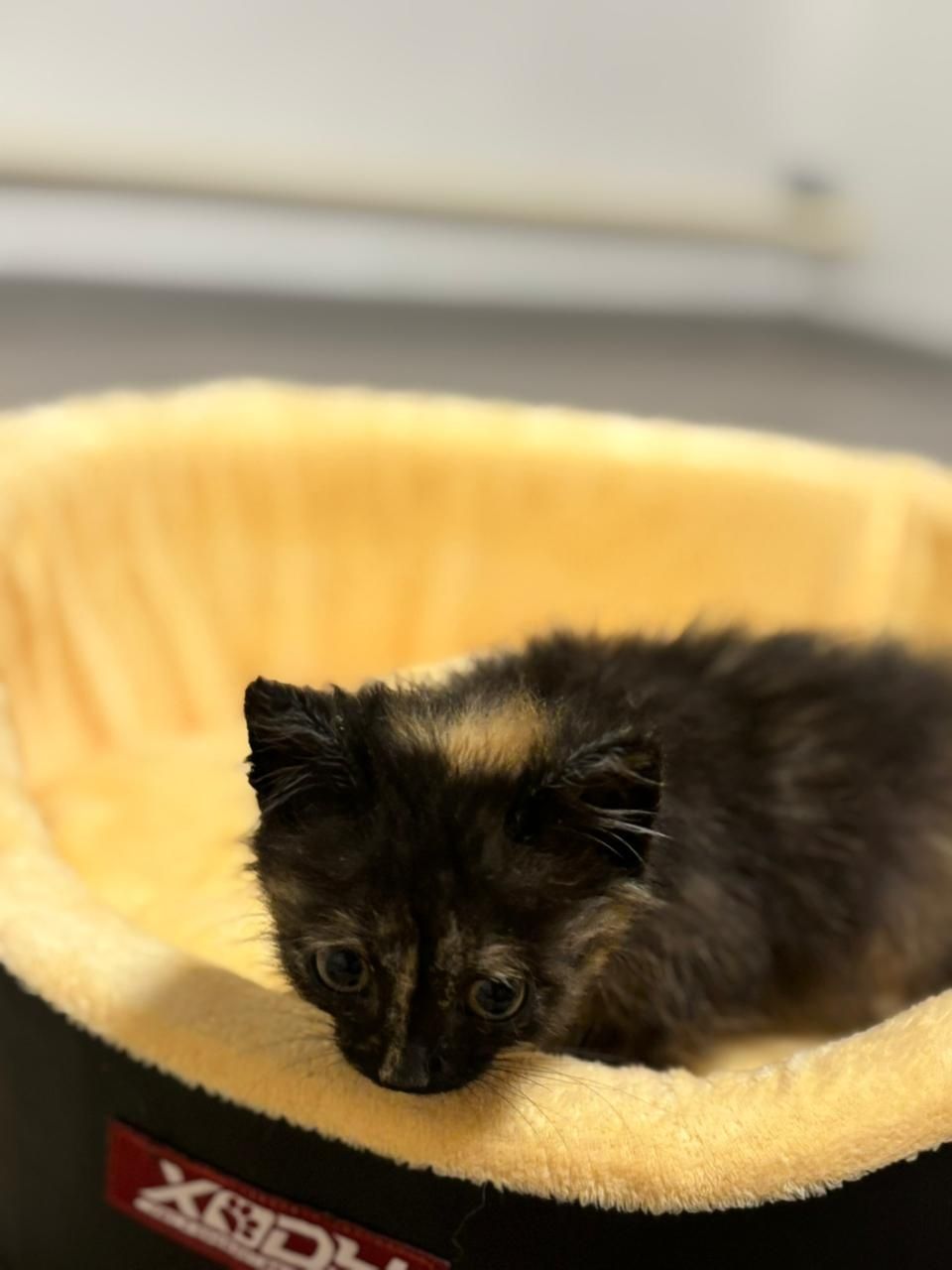 кОтяТа в ЛюбЯщие ручки