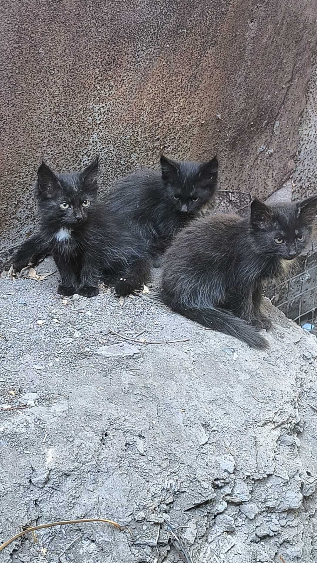Маленькие котята