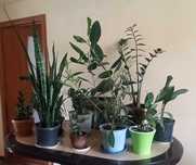 разные комнатные  растения