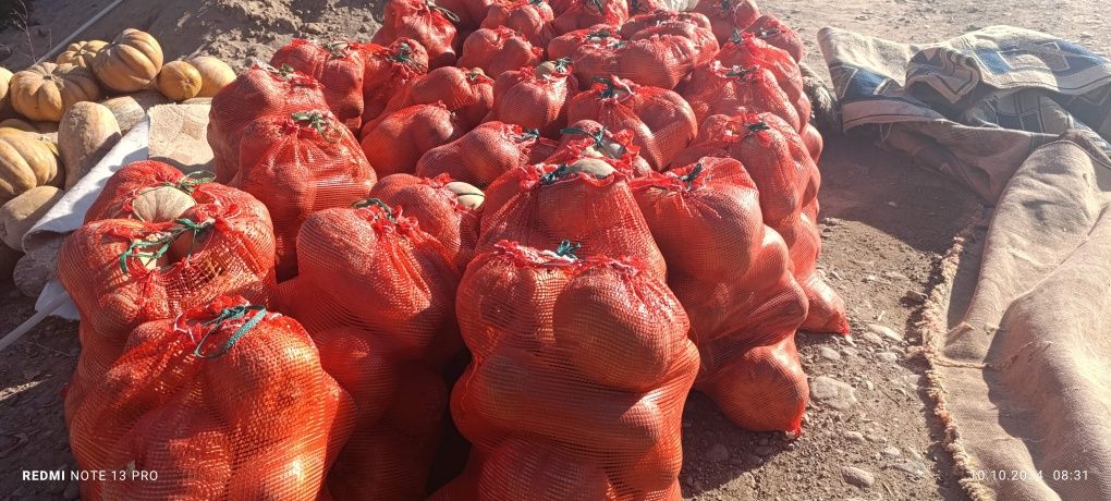 Тиква по 100тг за кг для Манты
