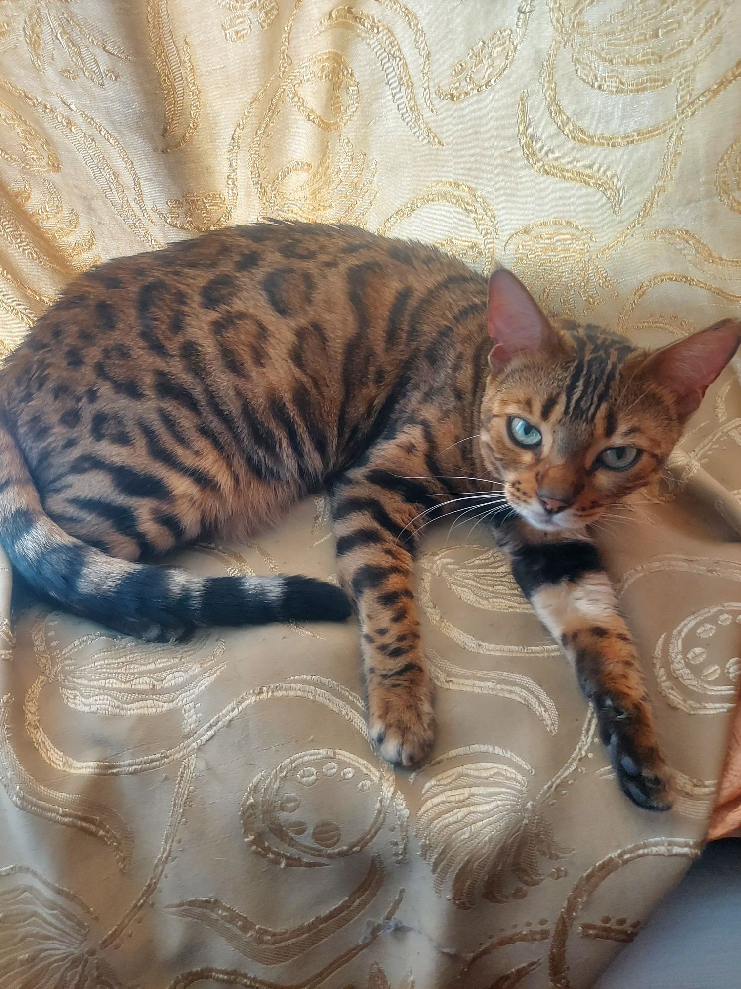 Бенгальская кошка