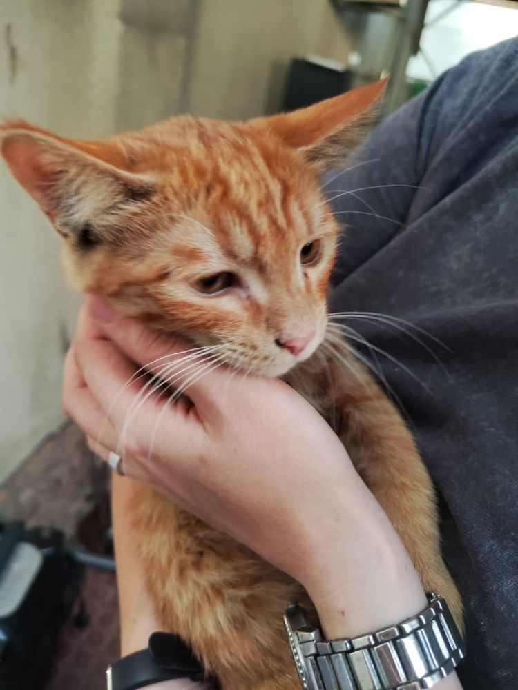 Котик  с доставкой