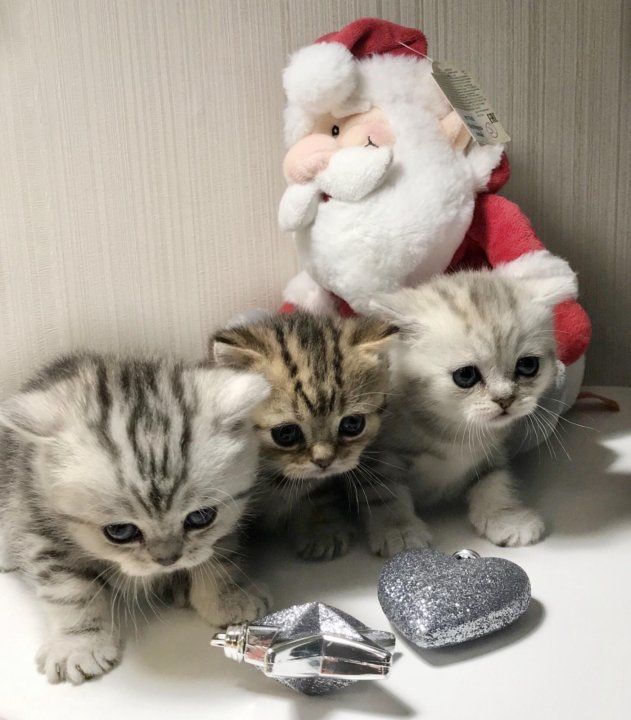 Шикарные шотландские котята