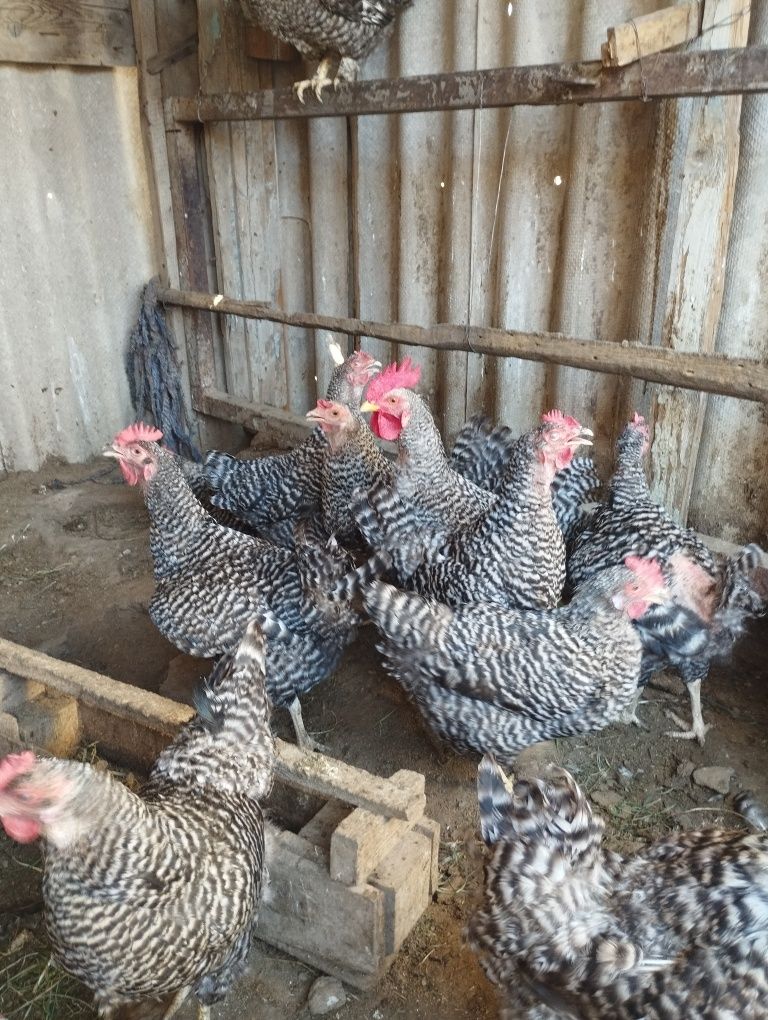 Доминант пародасы