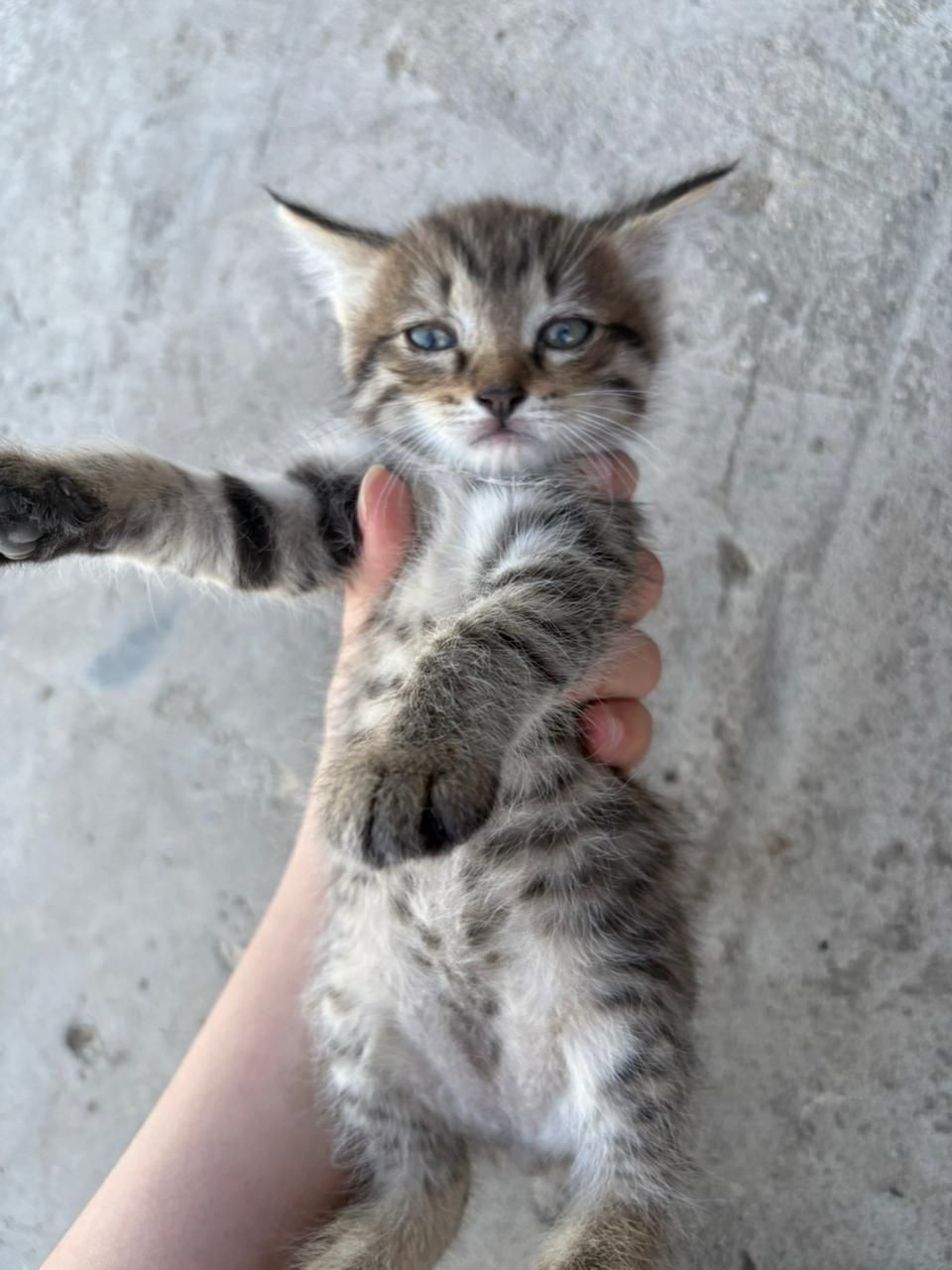 Котята бесплатно