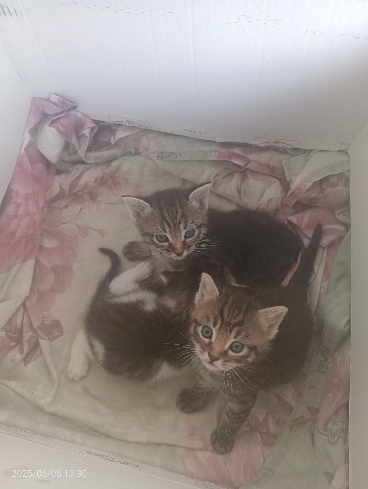 Отдам котят в добрые руки