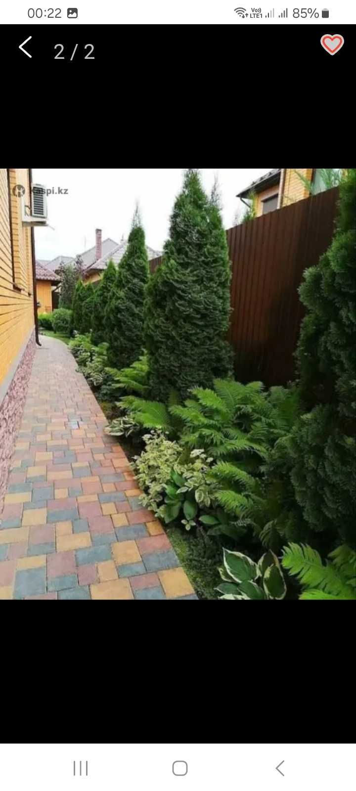 Продам папоротник