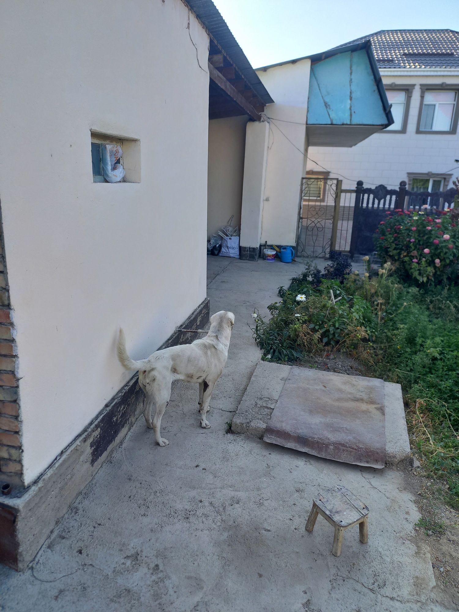 Продаю собаку Алабай