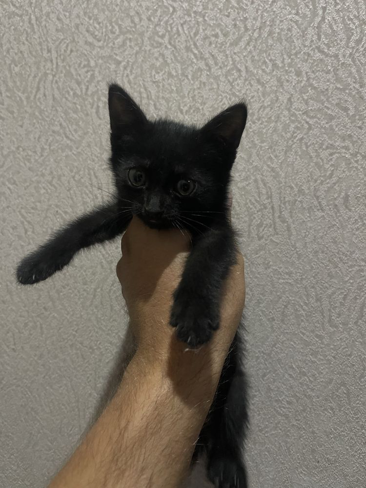 4 котята отдам в добрые руки