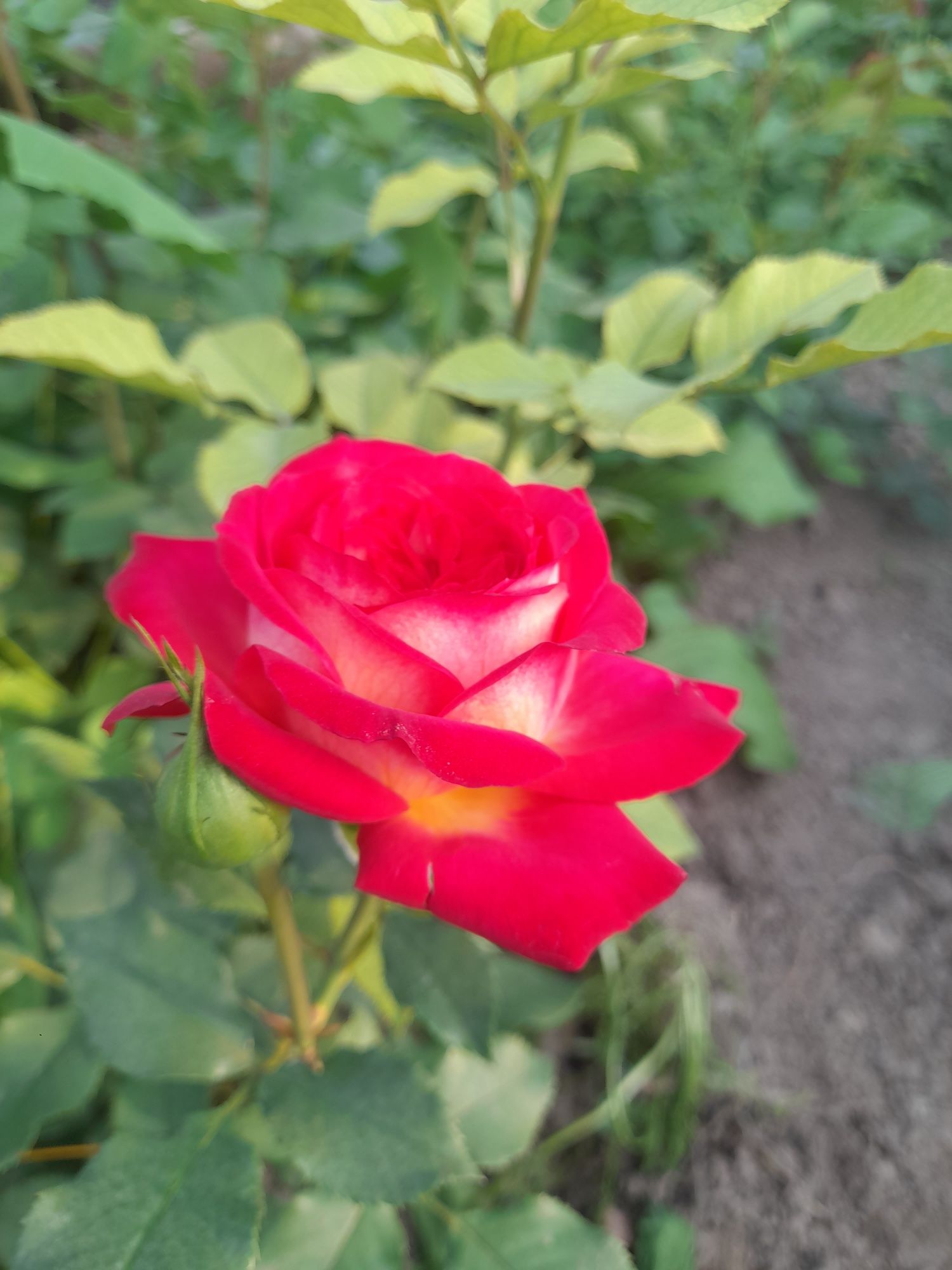 Англиские Розы и Голландские розы